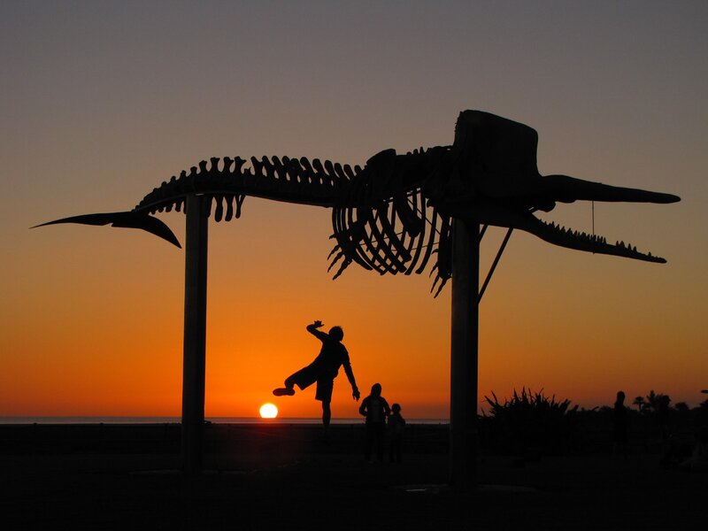 Sunset silhouette with whale skeleton