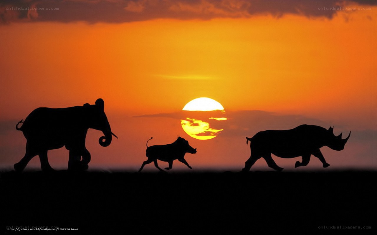 Sunset silhouettes of African animals