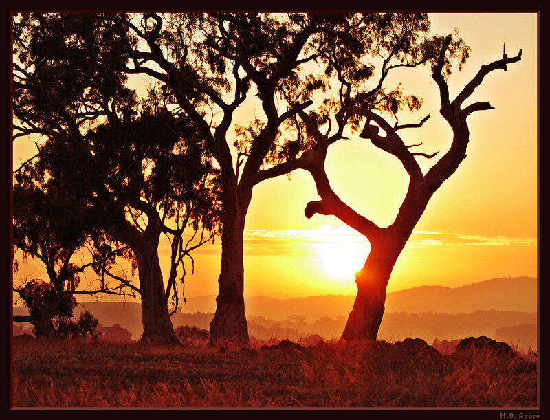 Sunset silhouettes of trees