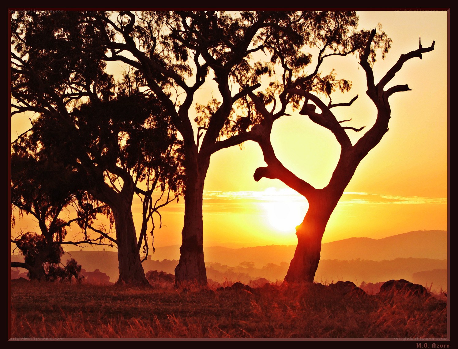 Sunset silhouettes of trees