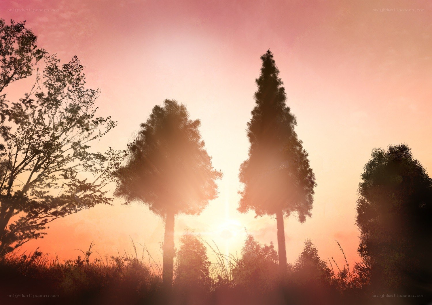 Sunset silhouettes of trees