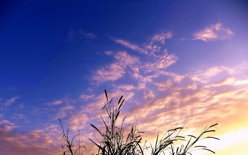 Sunset sky with grass silhouette