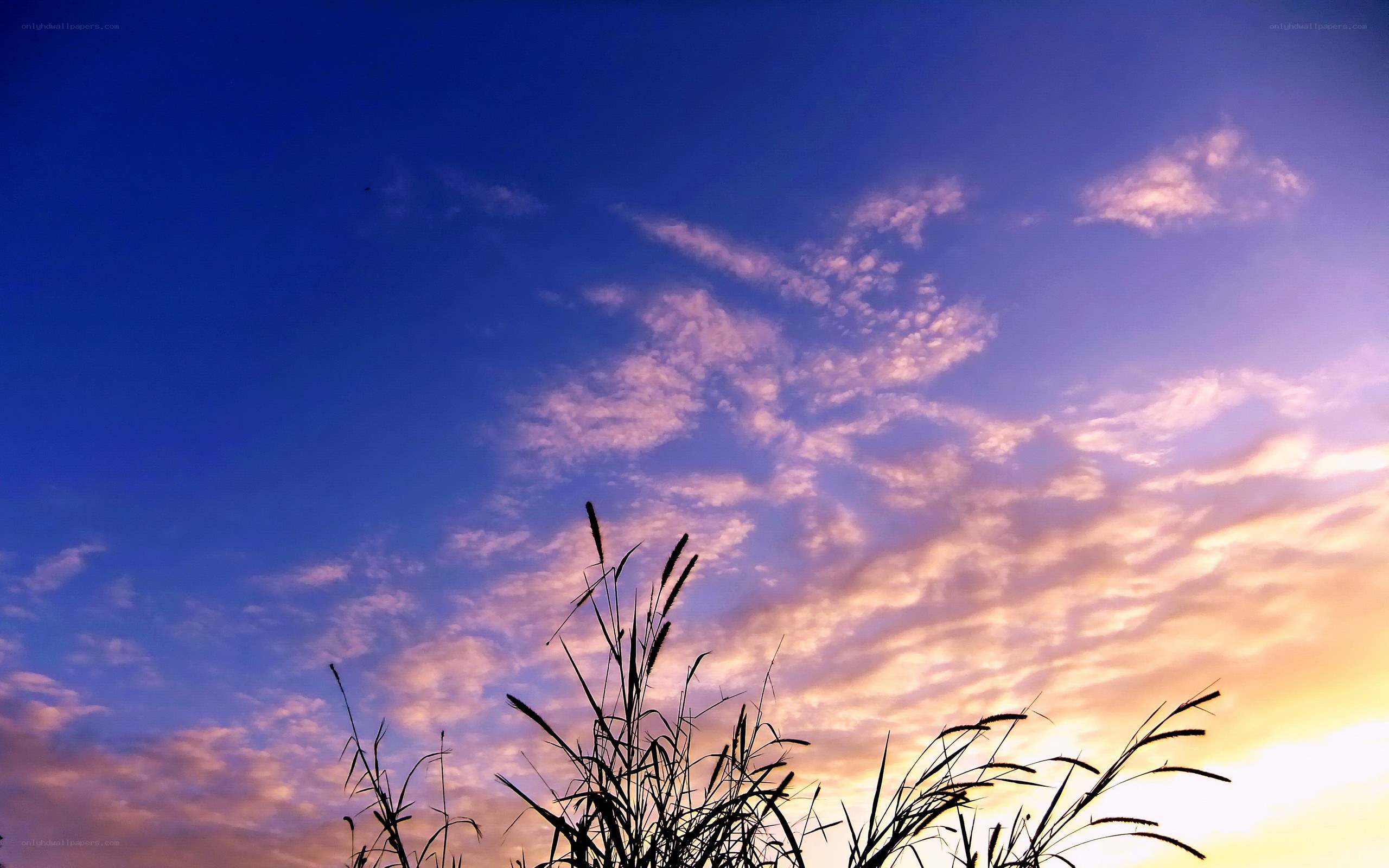 Sunset sky with grass silhouette