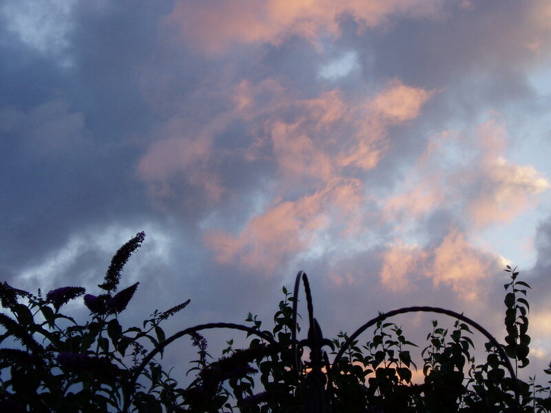 sunset sky with silhouetted plants