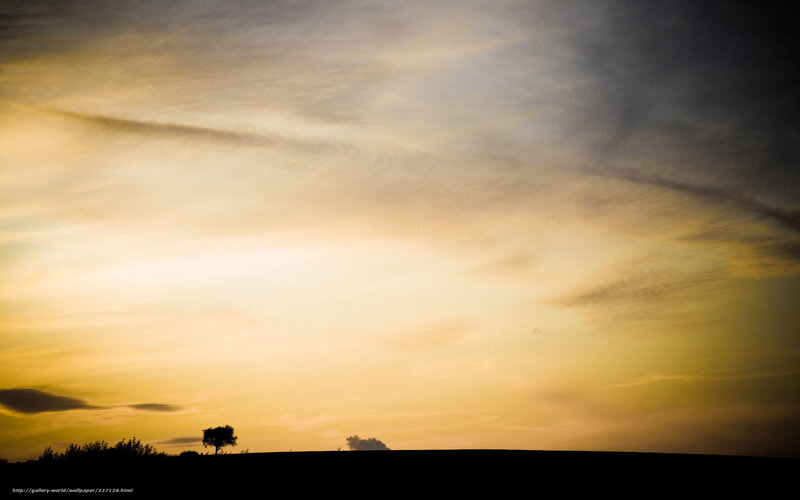sunset sky with silhouetted tree
