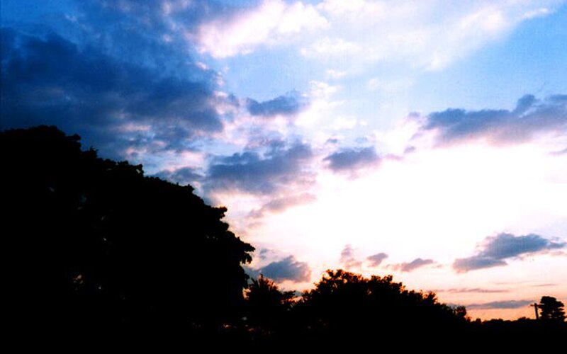 sunset sky with silhouetted trees
