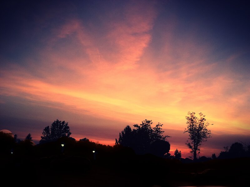 sunset sky with silhouetted trees