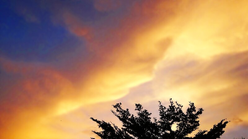 sunset sky with tree silhouette
