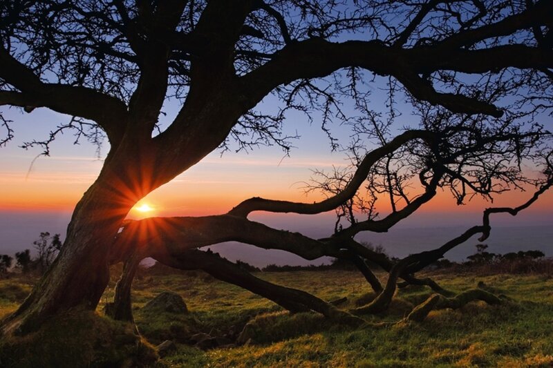 Sunset through a bare tree