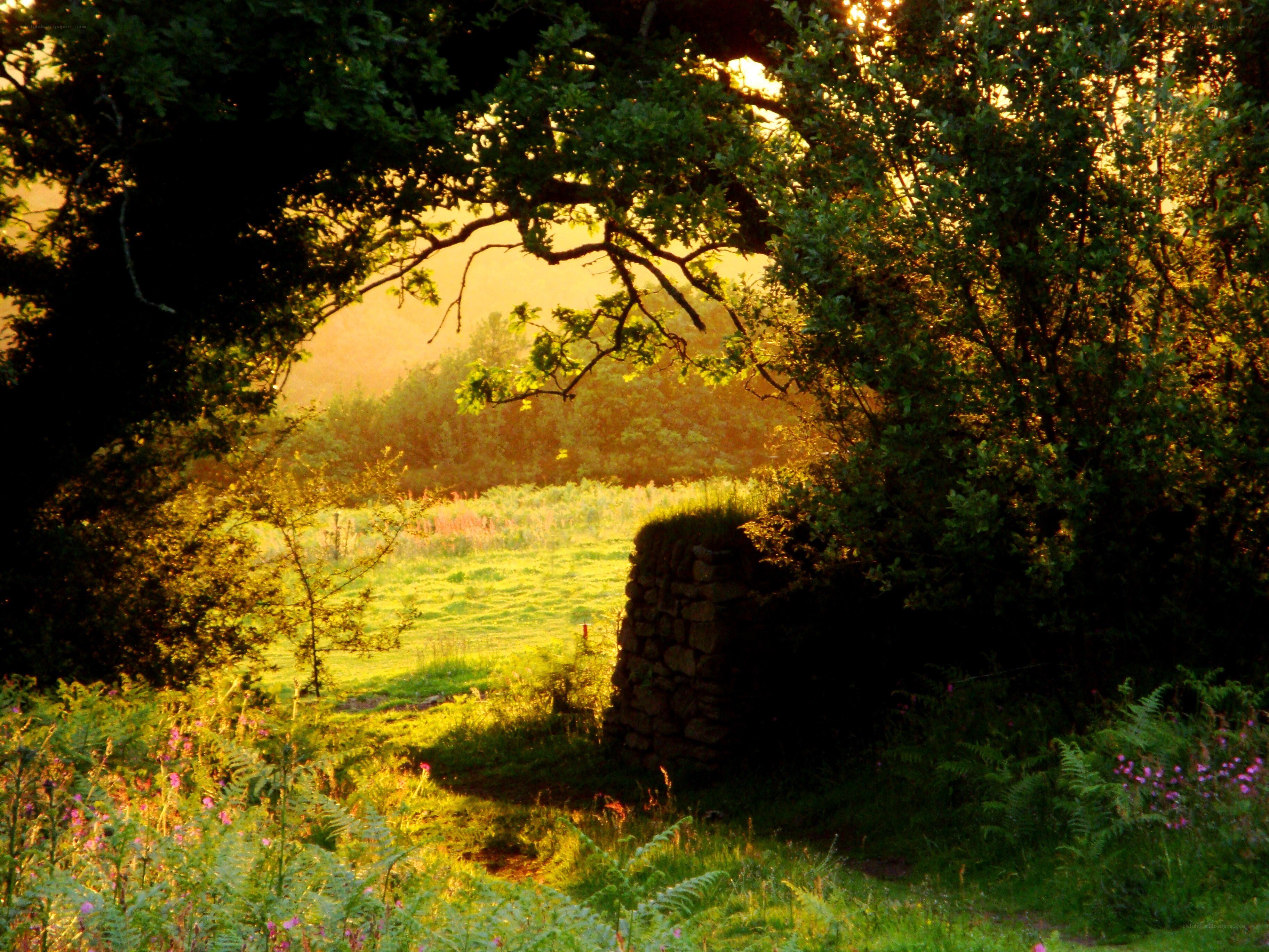 Sunset through a forest arch