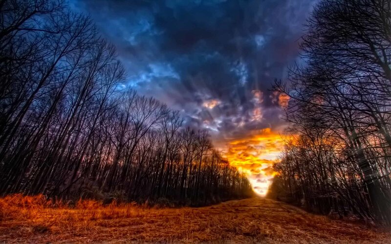 Sunset through a forest path