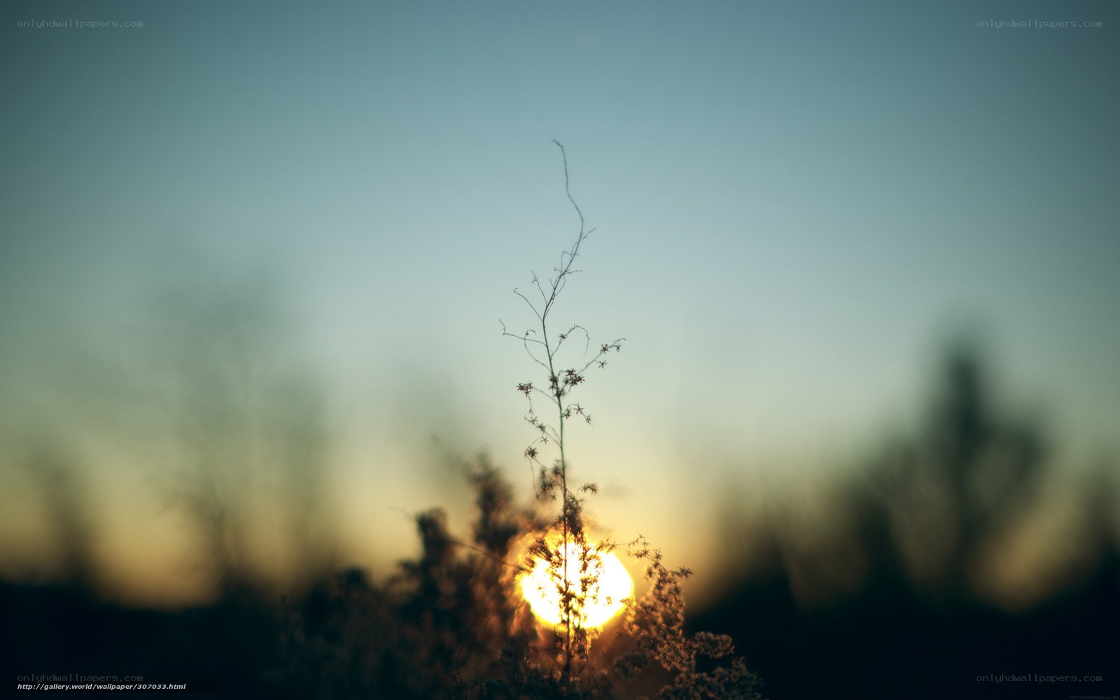 Sunset through a plant silhouette