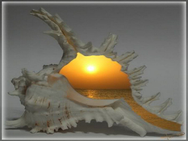 Sunset through a seashell