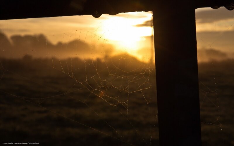 Sunset through a spider web