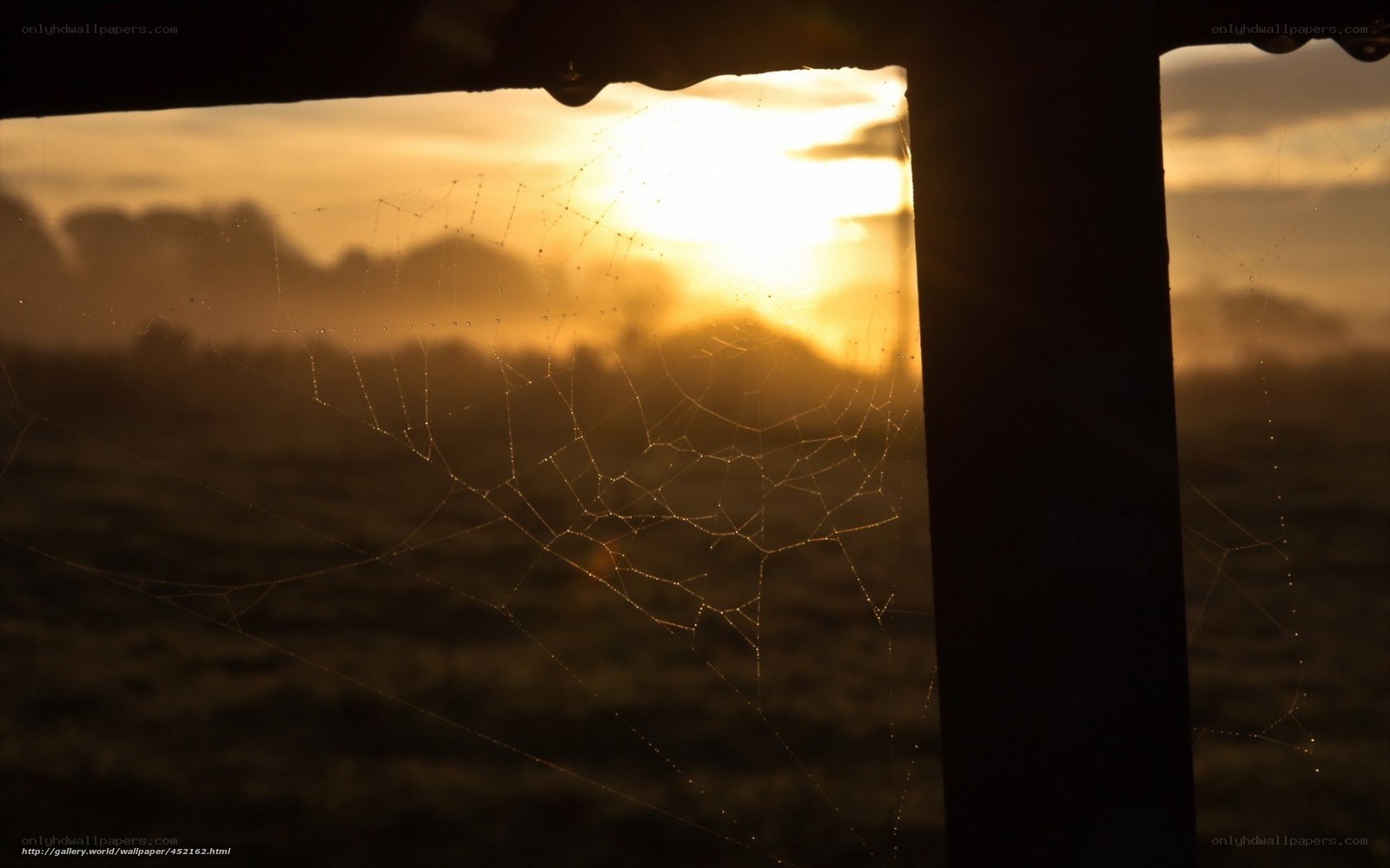 Sunset through a spider web