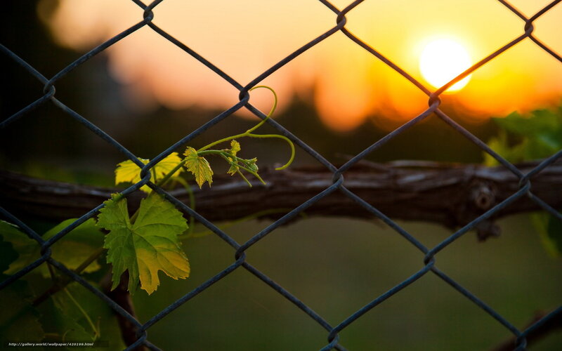 Sunset through a vineyard fence
