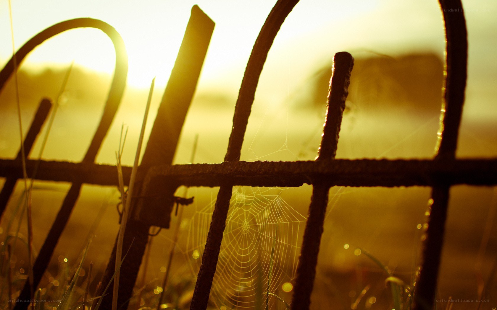 Sunset through a wire fence