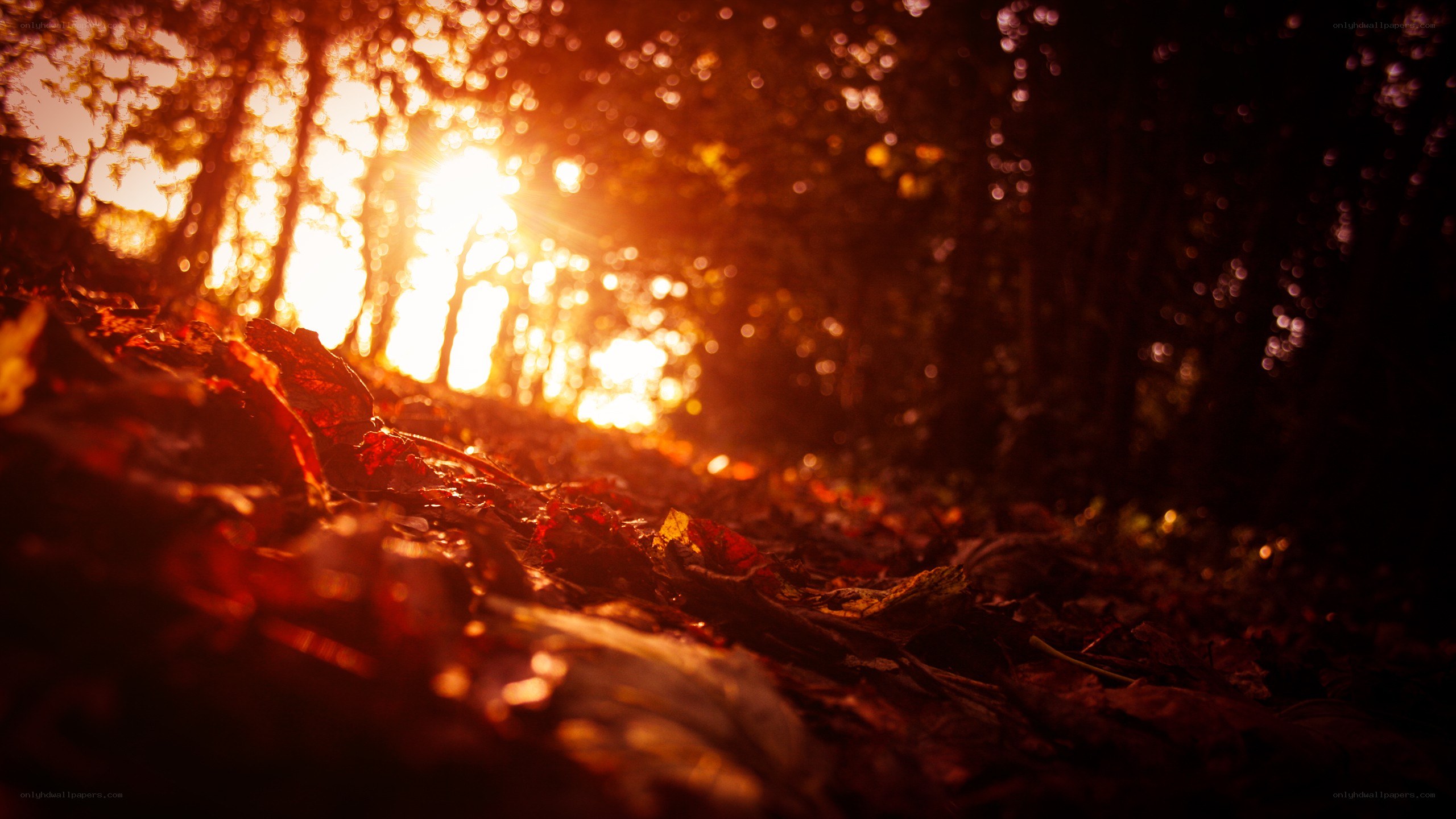 Sunset through autumn forest