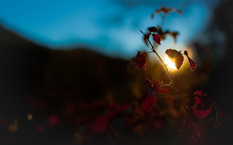 Sunset through autumn leaves