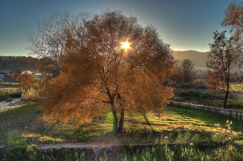Sunset through autumn tree