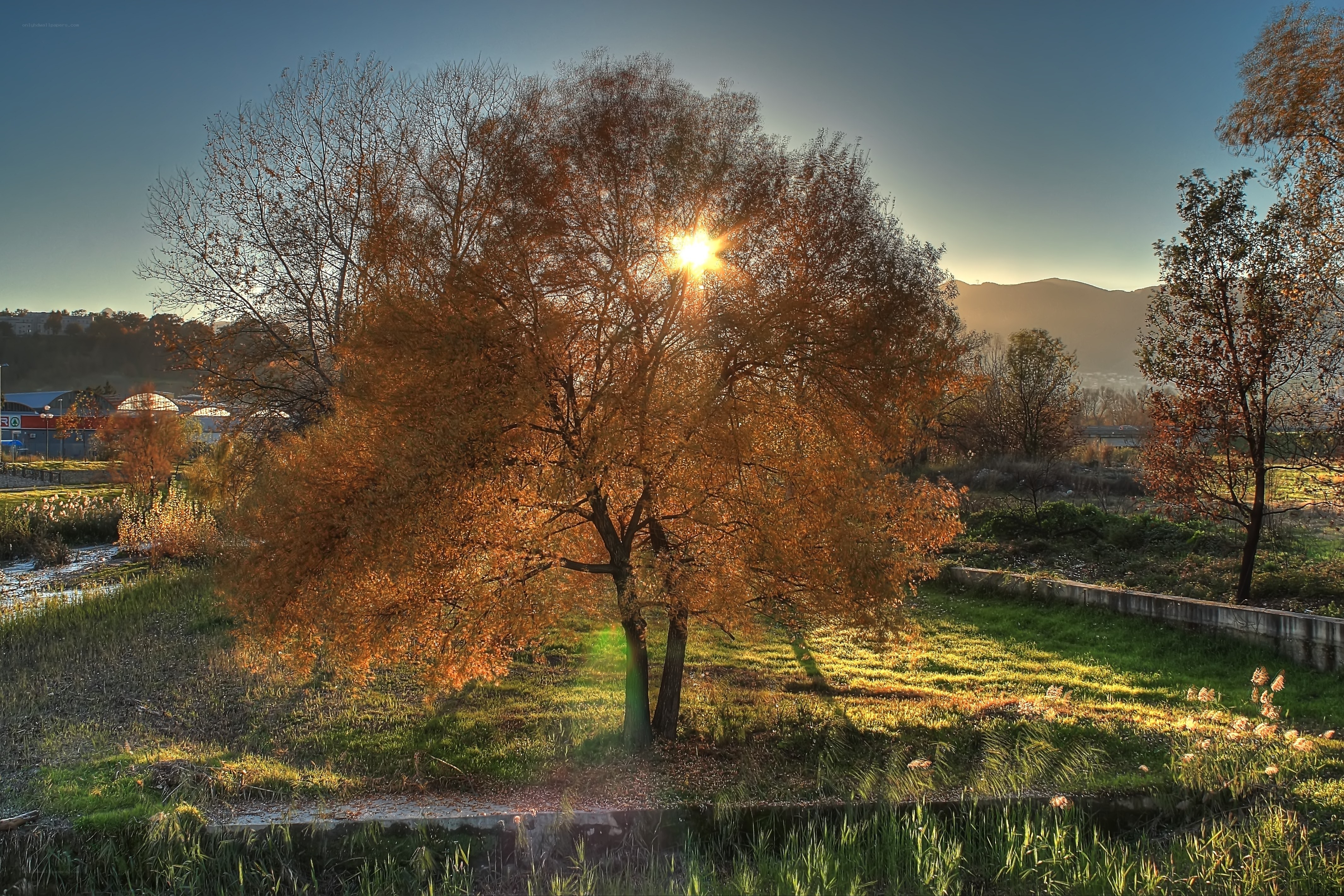 Sunset through autumn tree