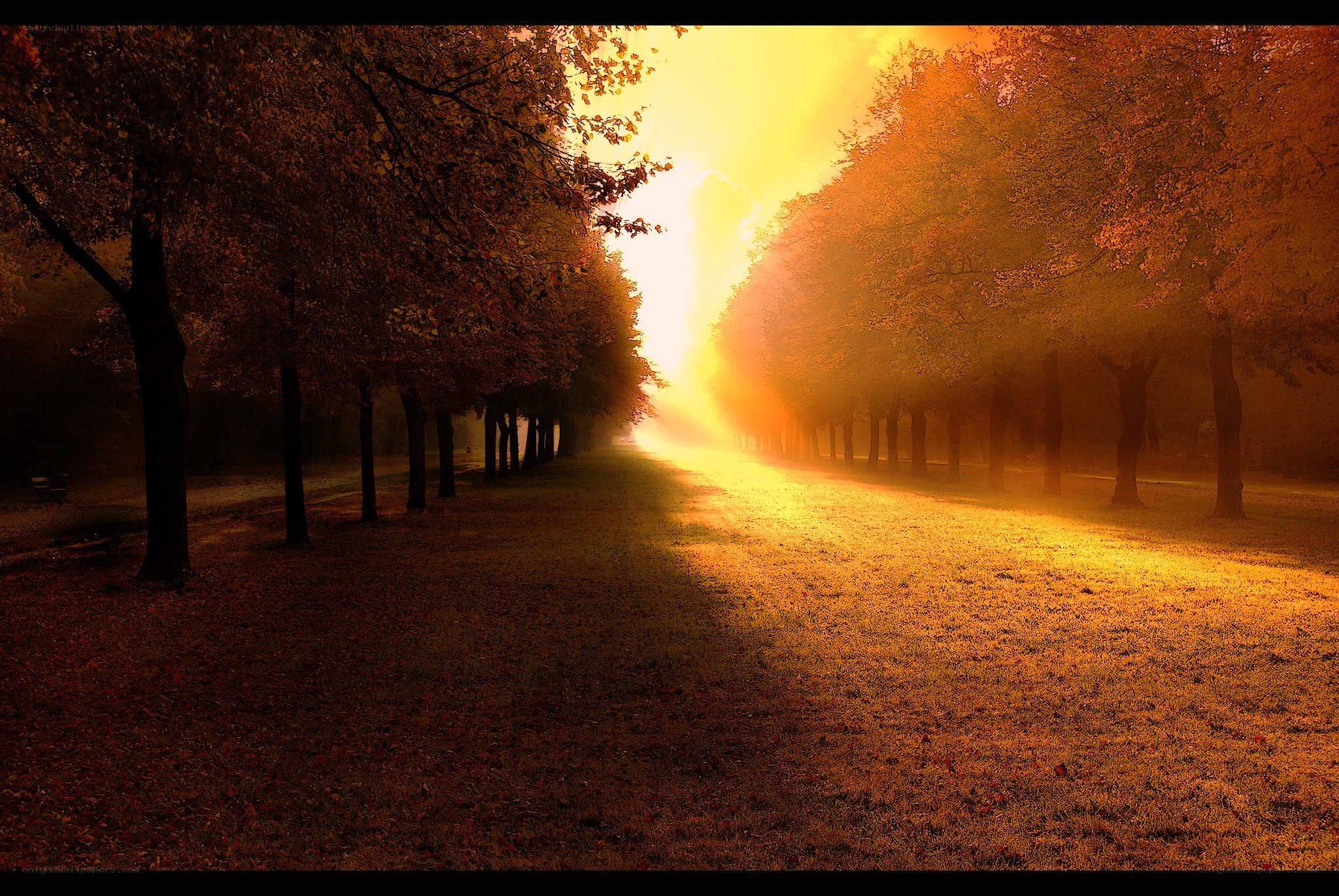 Sunset through autumn trees