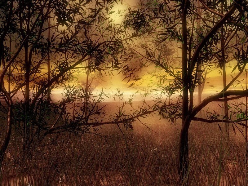 Sunset through bamboo forest