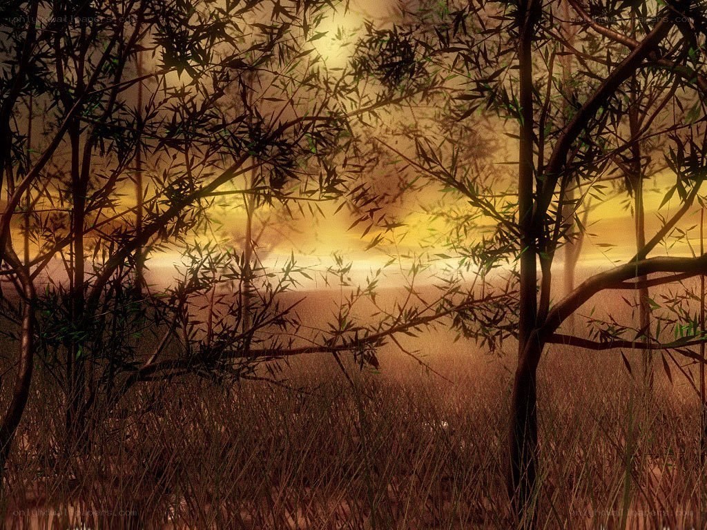 Sunset through bamboo forest