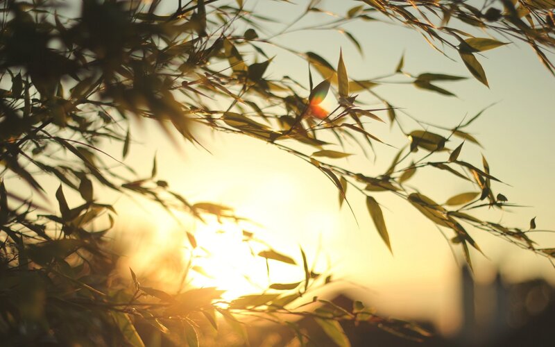 Sunset through bamboo leaves