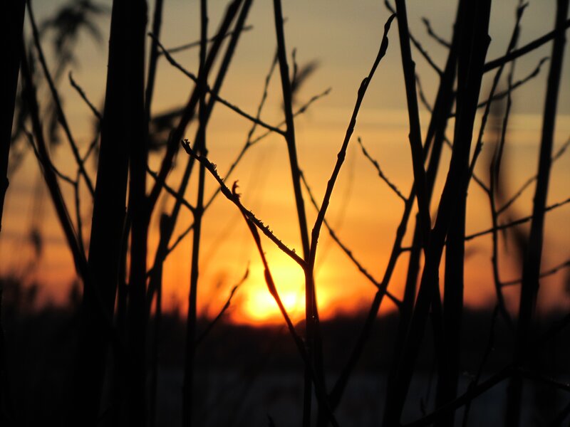 Sunset through bare branches
