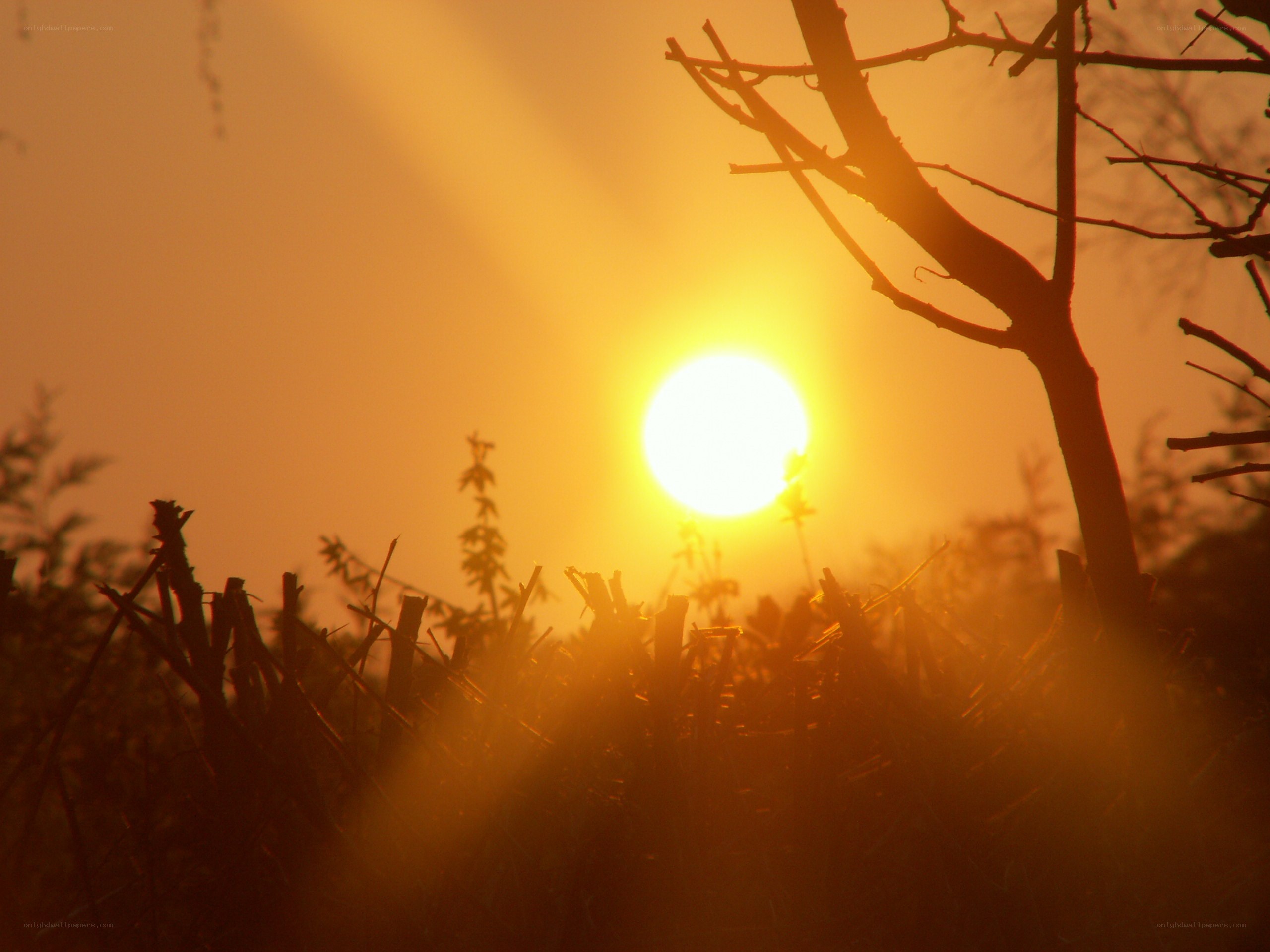 Sunset through bare branches
