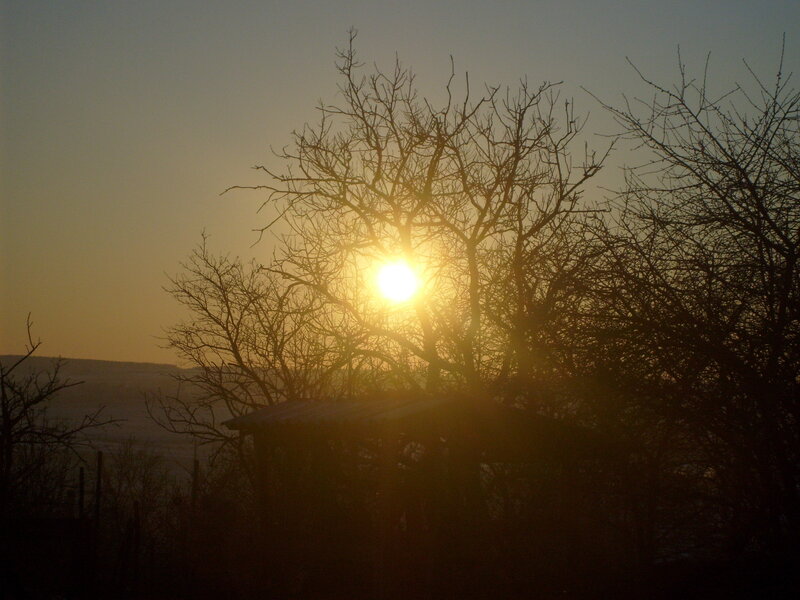 Sunset through bare branches