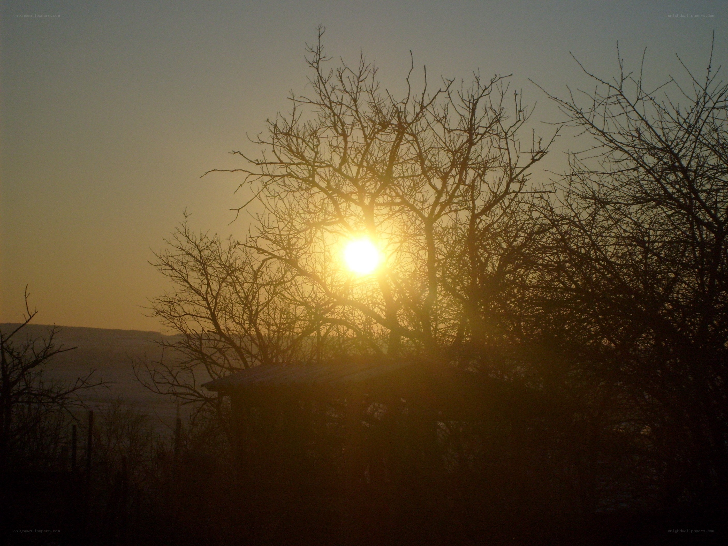 Sunset through bare branches