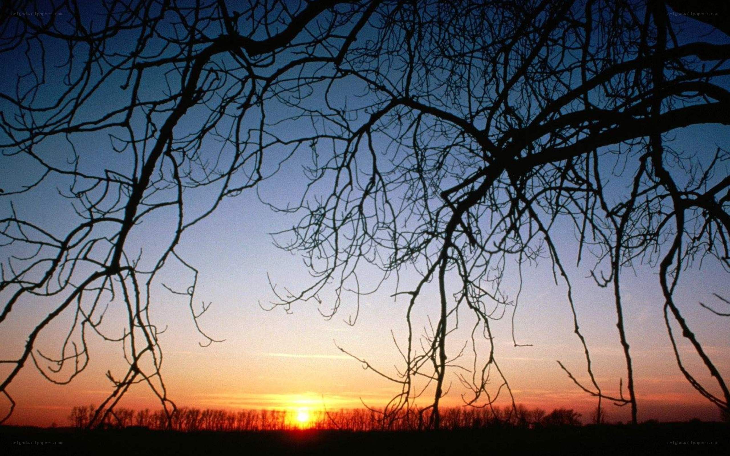 Sunset through bare branches