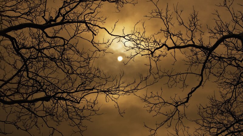 Sunset through bare branches