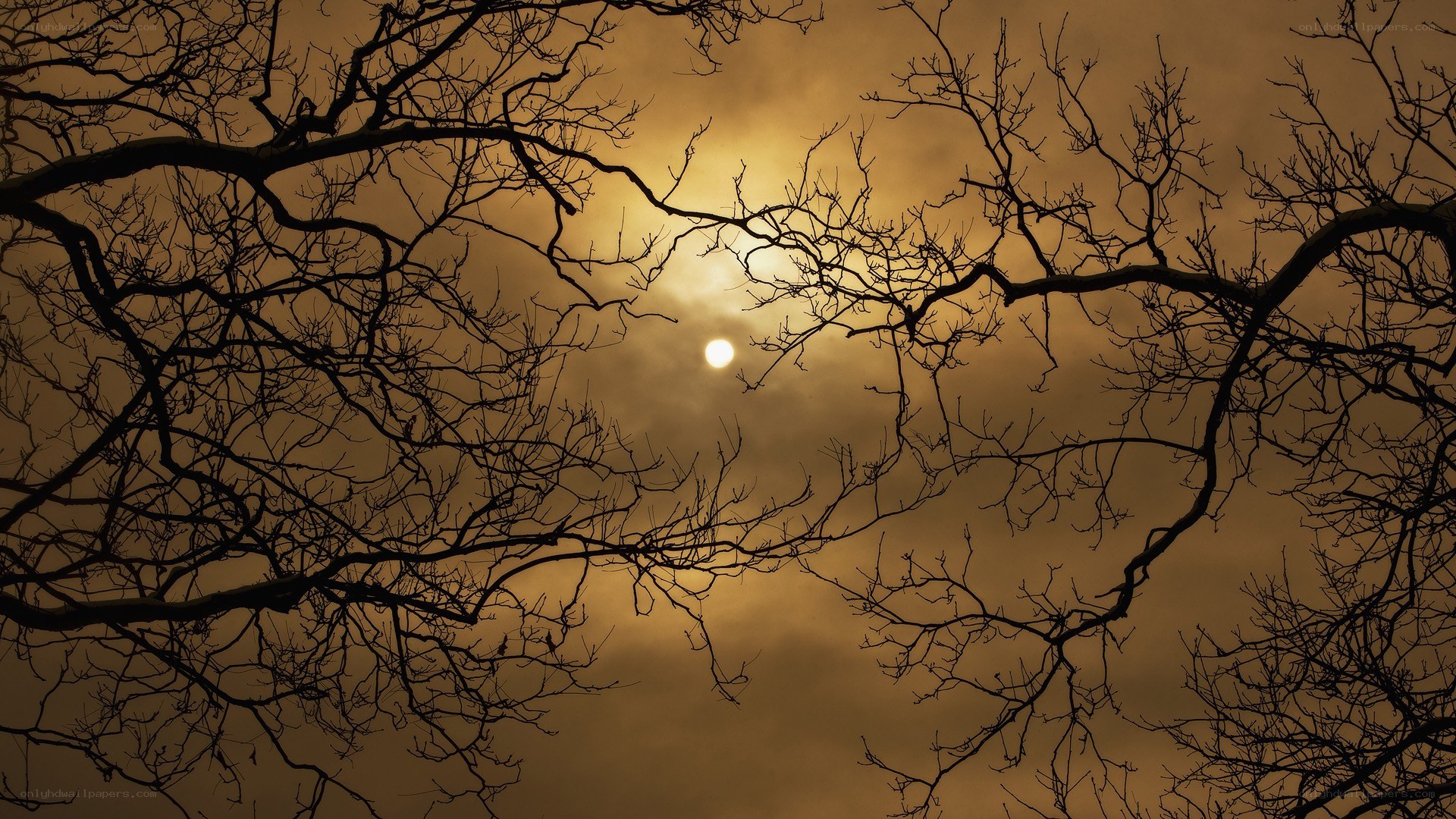 Sunset through bare branches