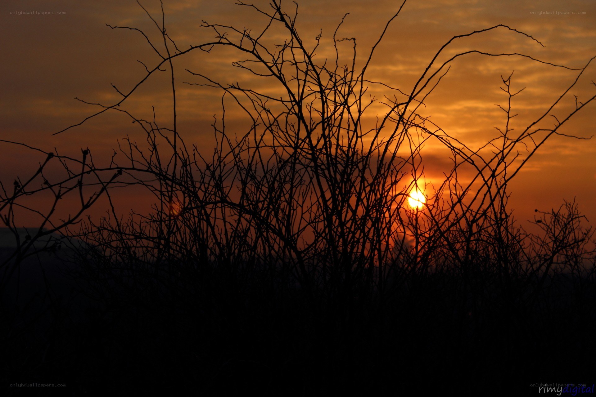 Sunset through bare branches