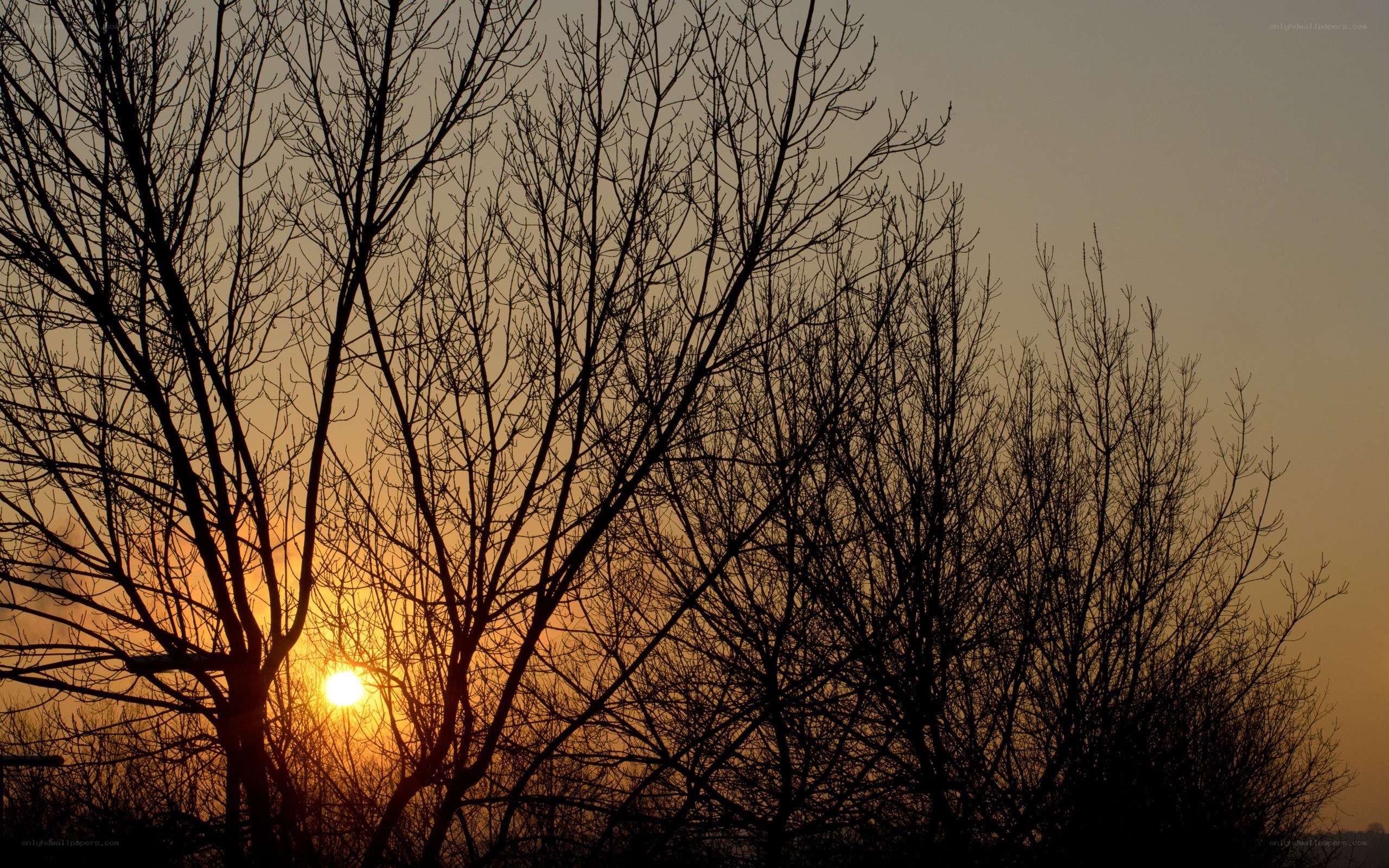 Sunset through bare branches