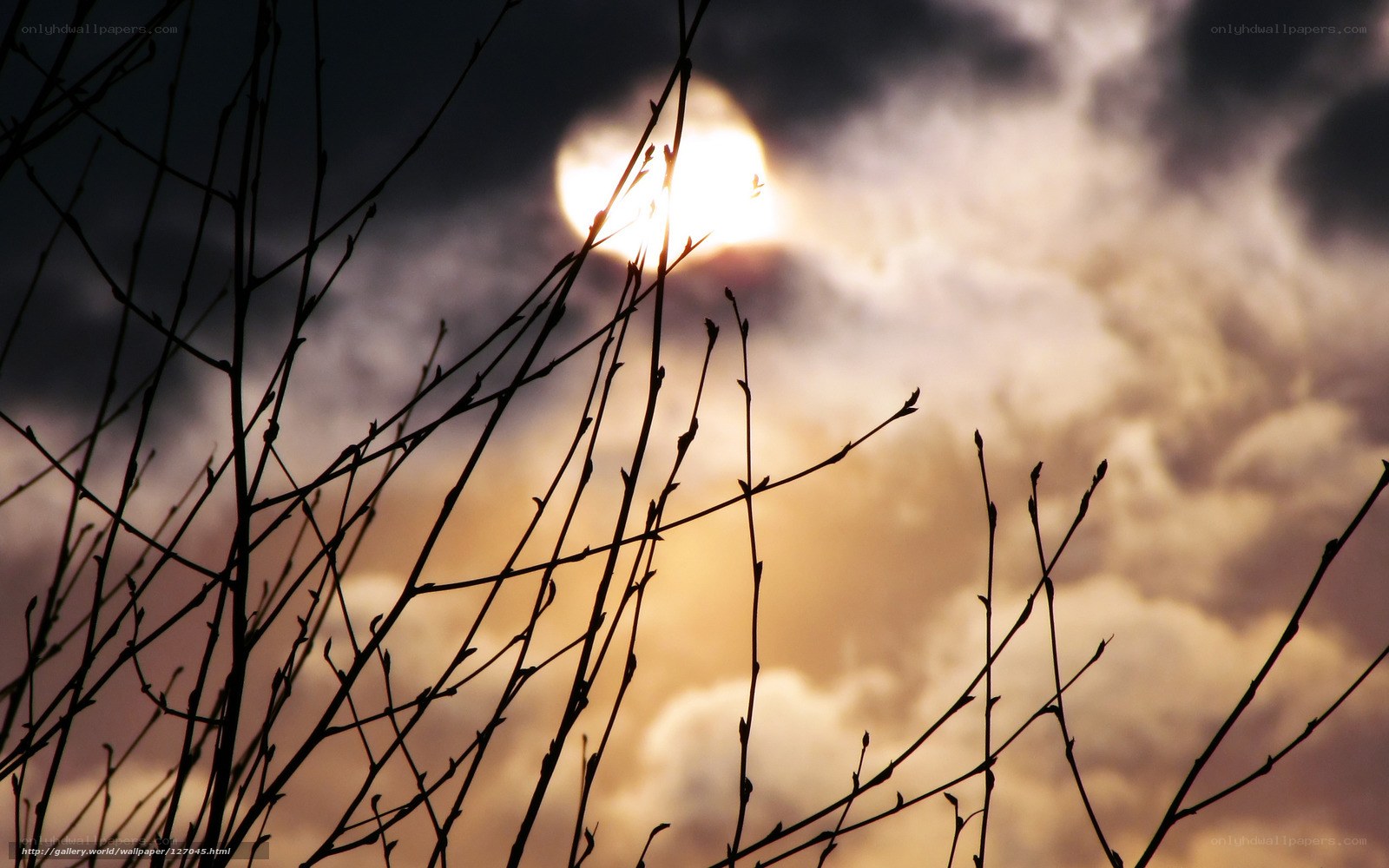 Sunset through bare branches