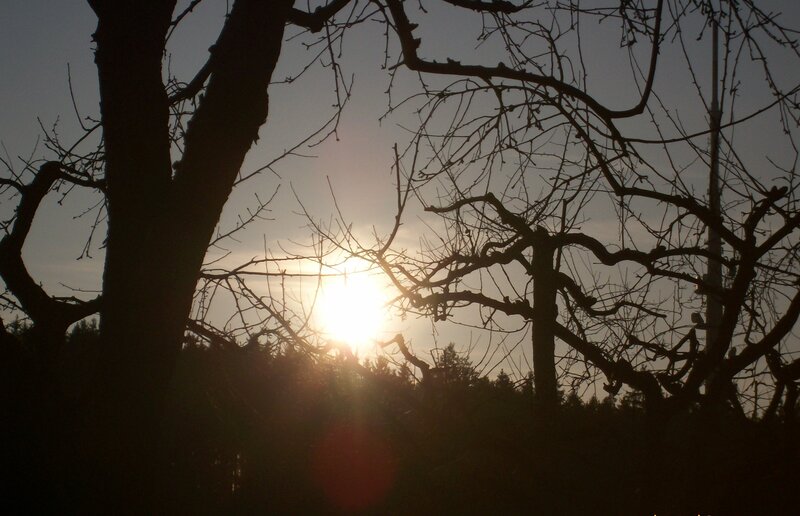 Sunset through bare tree branches