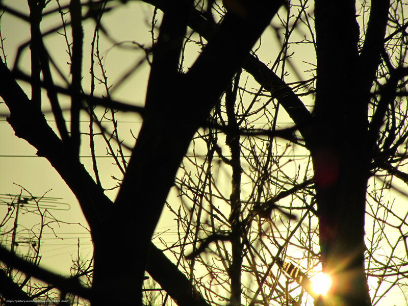 Sunset through bare tree branches