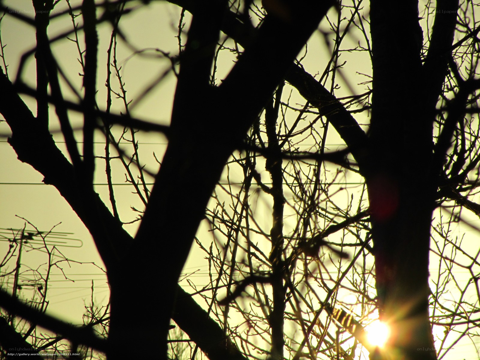 Sunset through bare tree branches