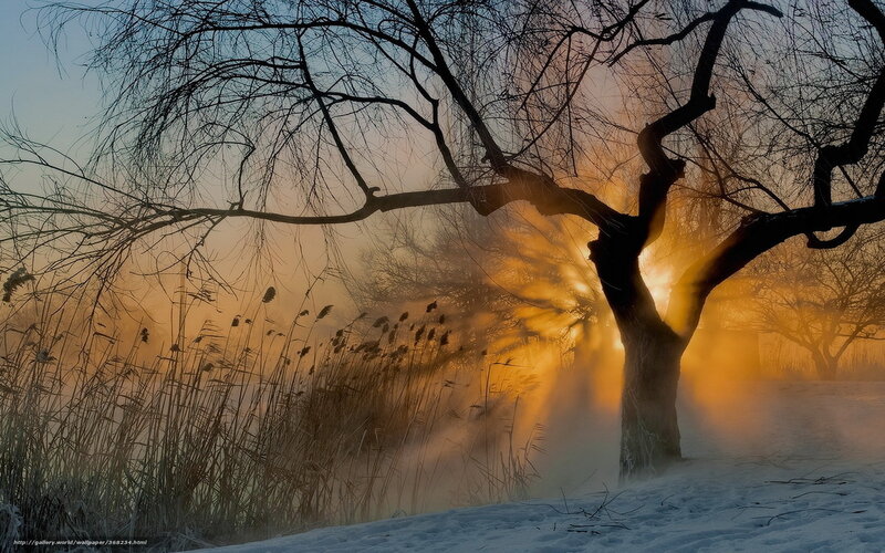 Sunset through bare tree