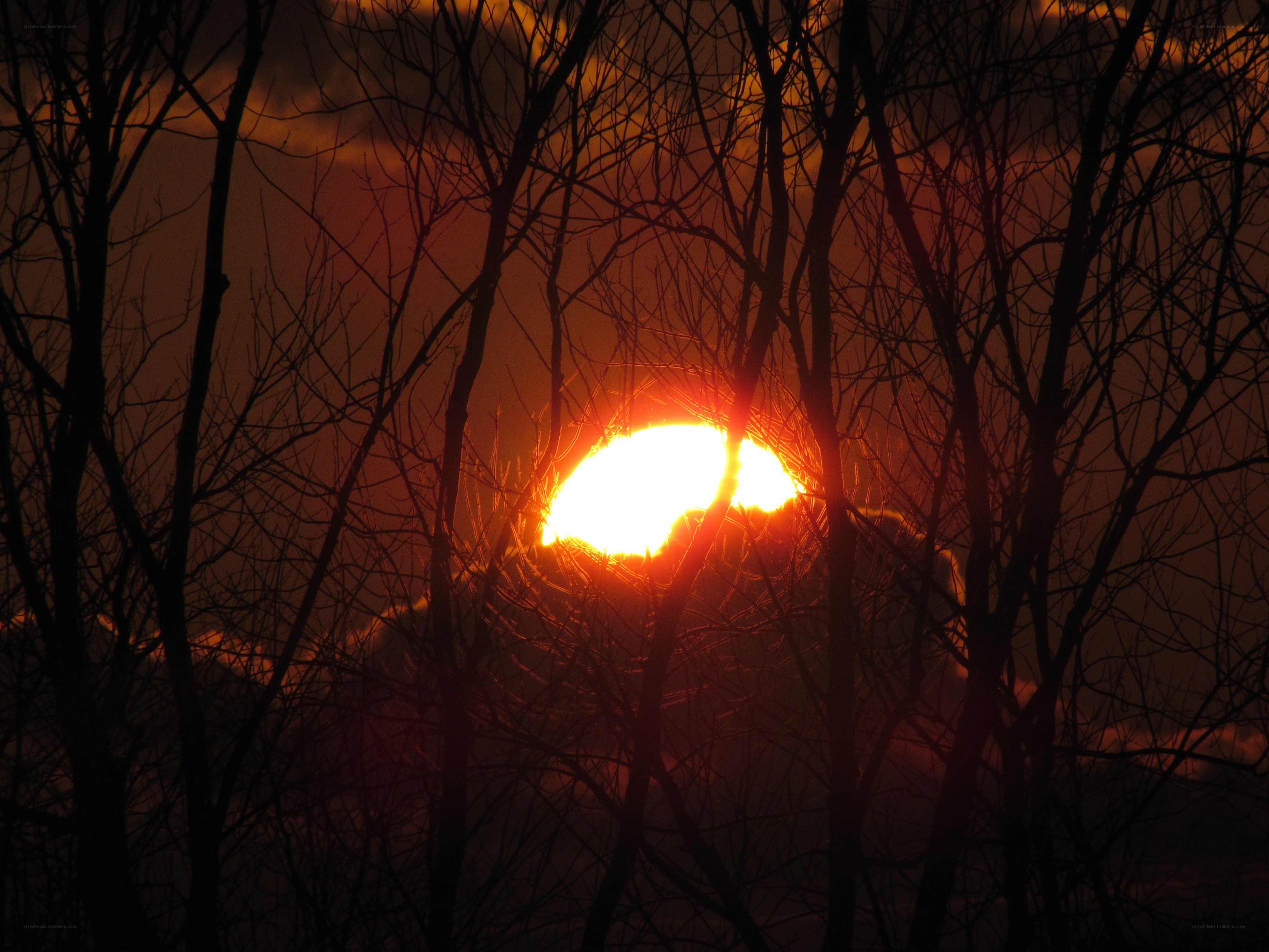 Sunset through bare trees