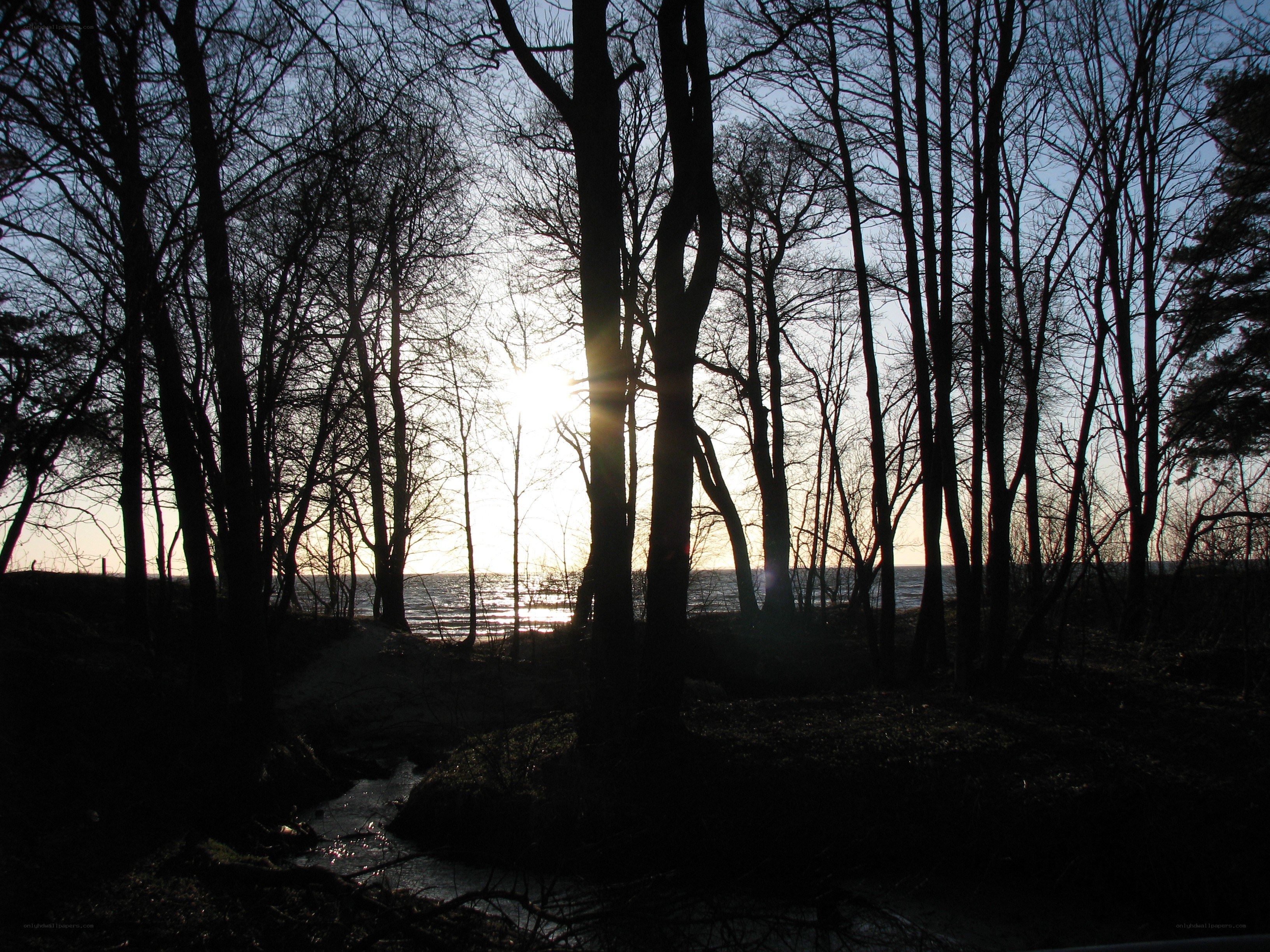 Sunset through bare trees