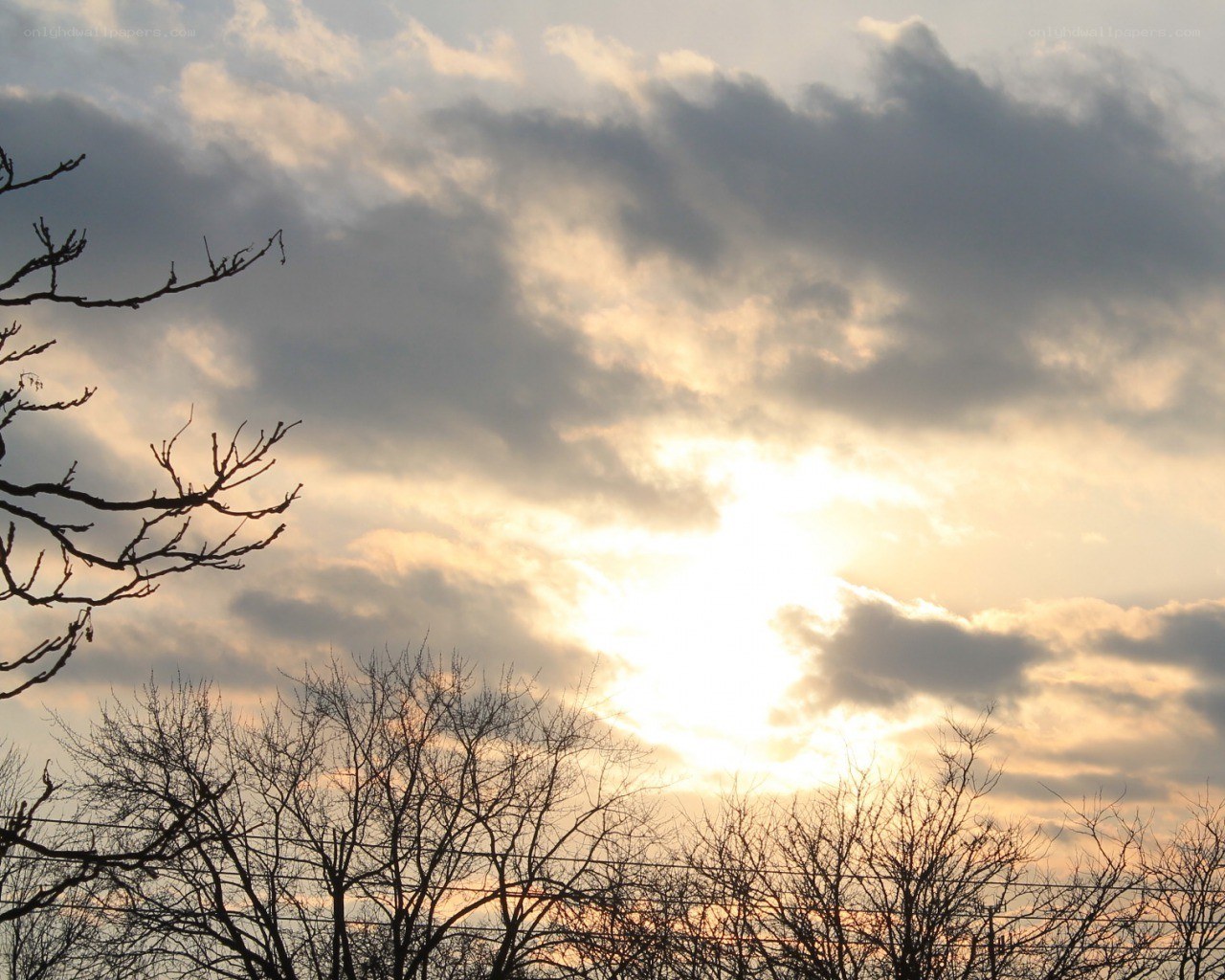 Sunset through bare trees
