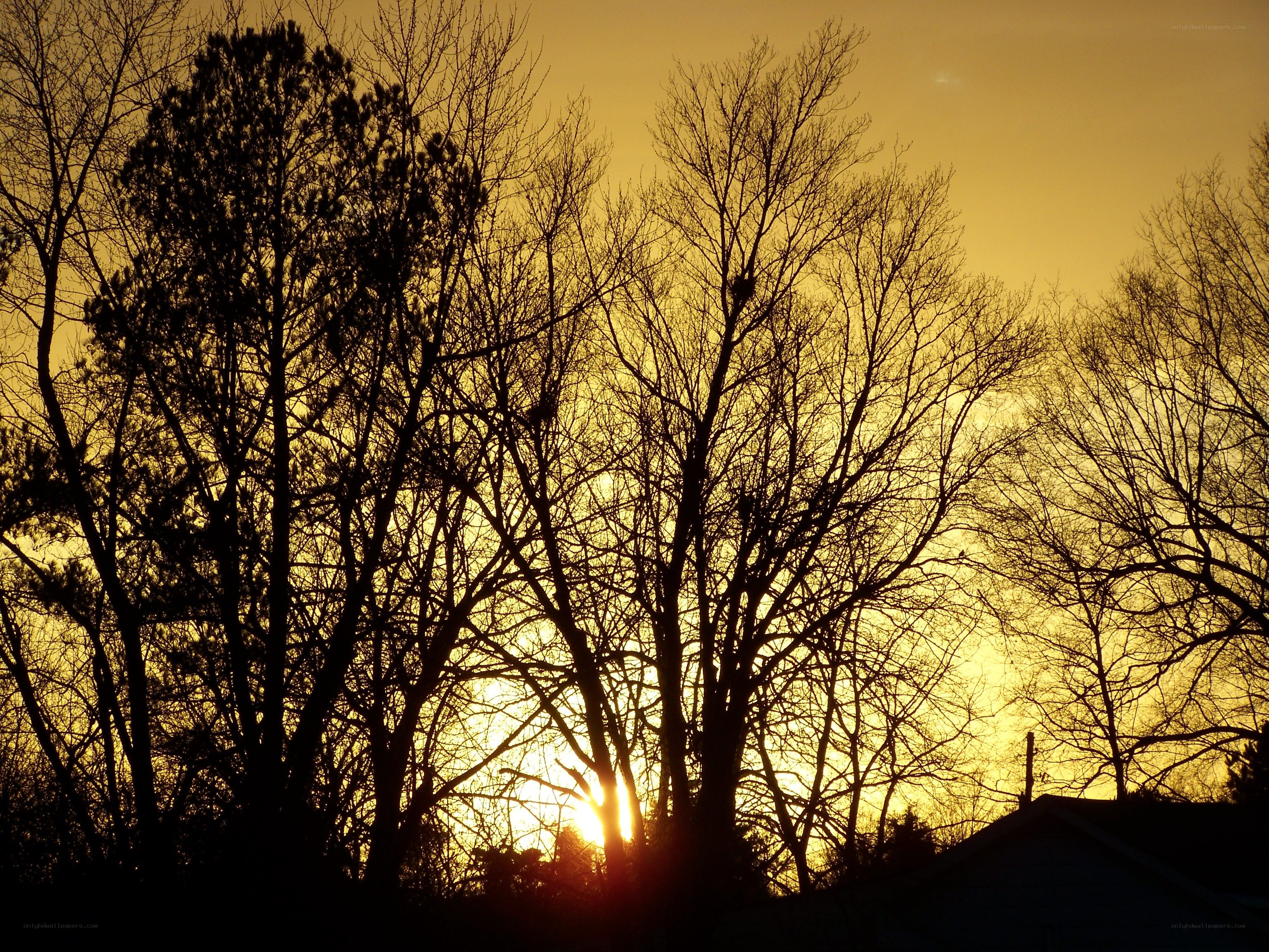 sunset through bare trees