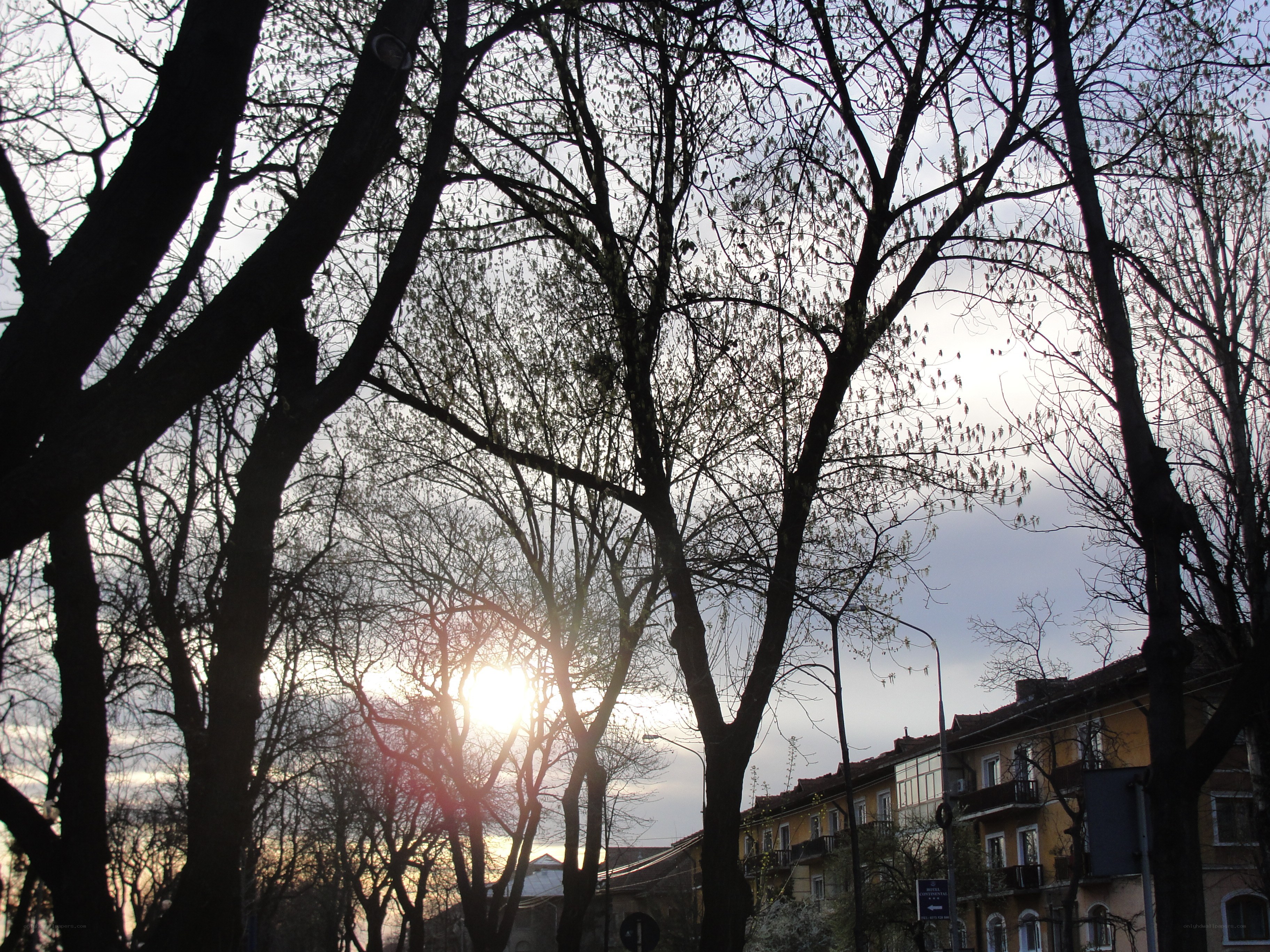 Sunset through bare trees