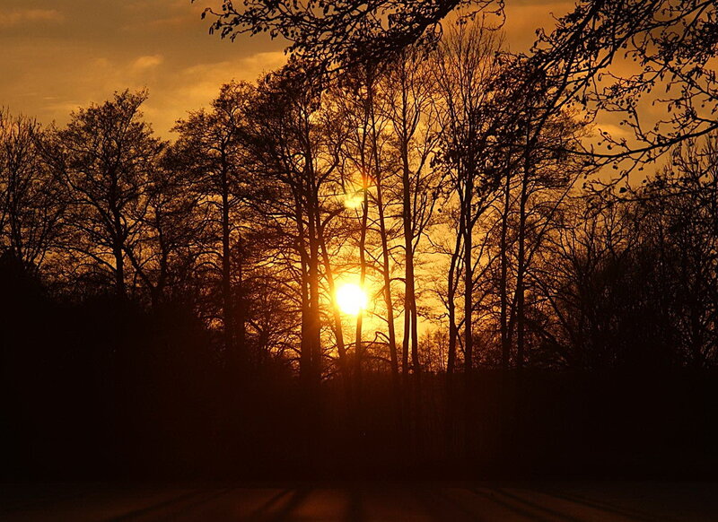 Sunset through bare trees
