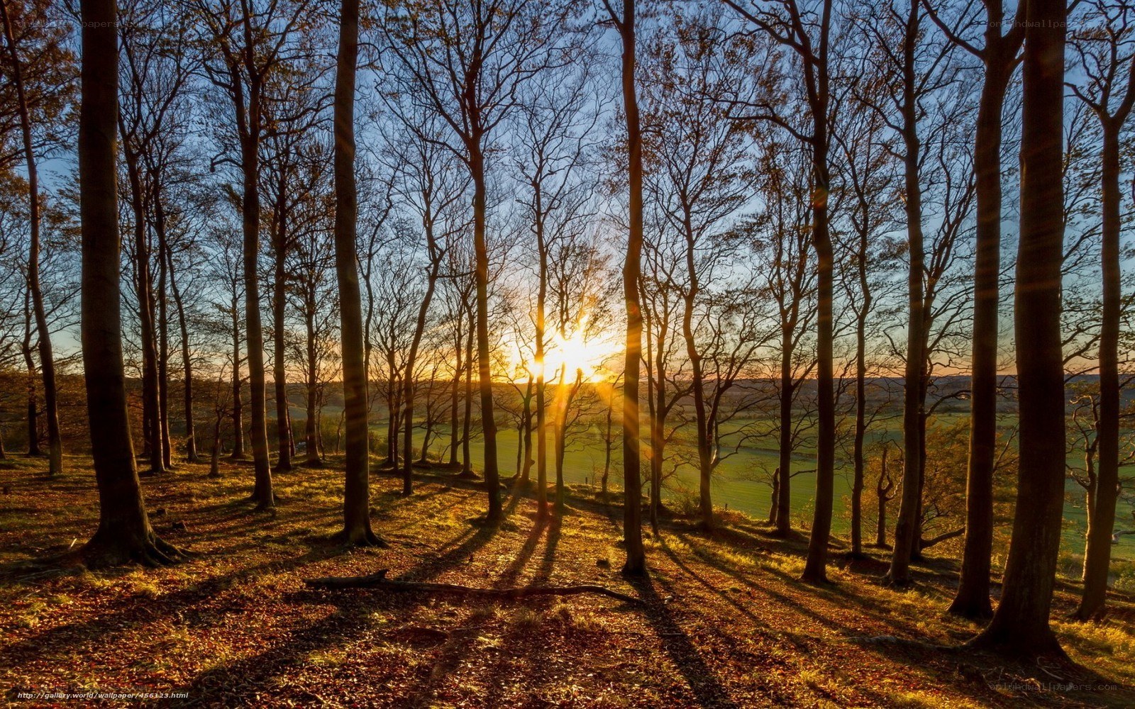 Sunset through bare trees
